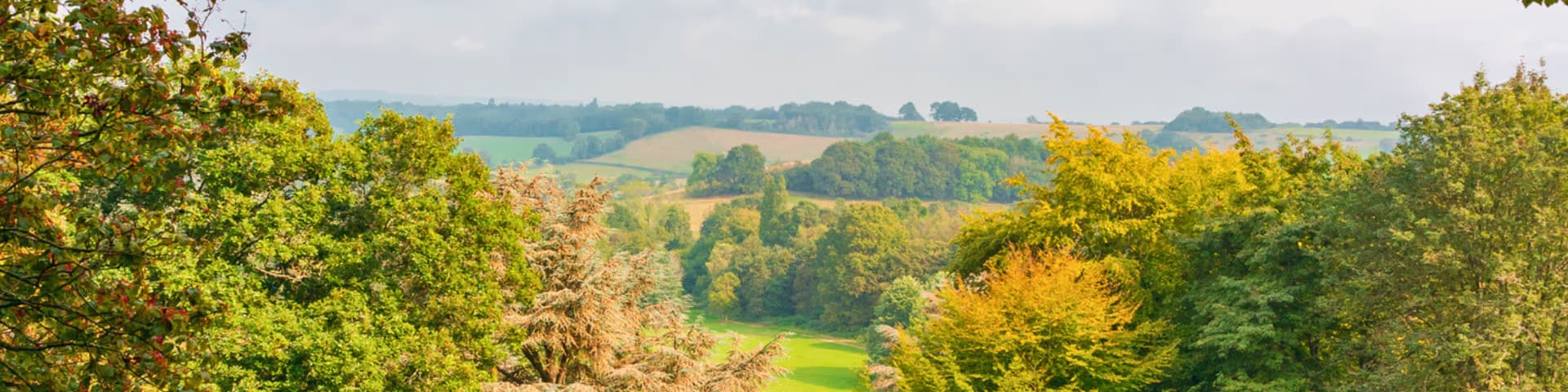 Witley